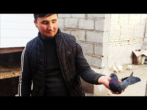 Видео: Кабутарлар учмалари шахрихон беш маххала UCHMA KABUTARLAR FLY PIGEONS летает Голубей