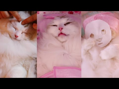 Видео: Спа-серия от Части 1 до Части. 3 / Коллекция «За кадром» (очень мило)