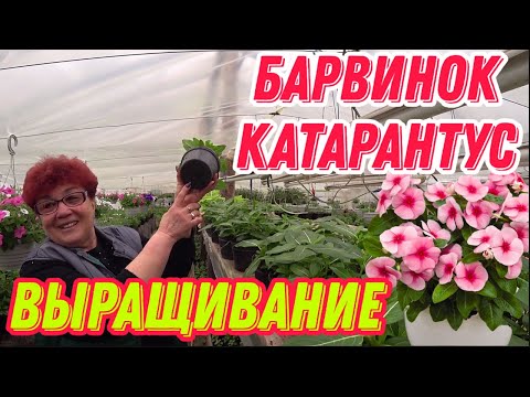 Видео: Барвинок(Катарантус) выращивание.