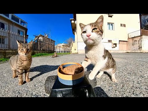 Видео: КОРМЛЕНИЕ БЕЗДОМНЫХ КОШЕК С ПОМОЩЬЮ МАШИНКИ НА ДИСТАНЦИОННОМ УПРАВЛЕНИИ