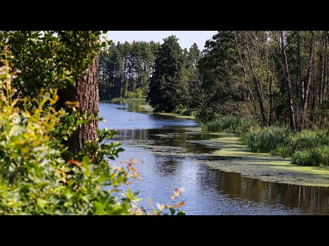 Видео: Трофейний осінній Карась в Бехах на річці Уж на Поплавок