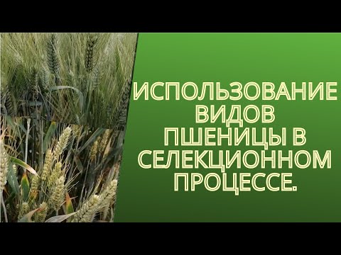 Видео: Использование видов пшеницы в селекционном процессе.