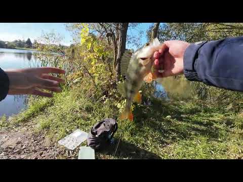 Видео: кокунь 2