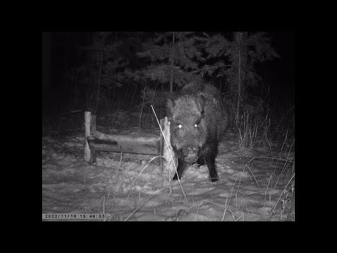 Видео: начинаю третий сезон подкормки (2022-2023)