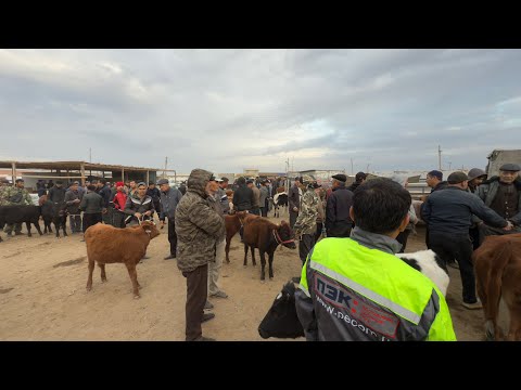 Видео: БЕРУНИЙ УЖАК БОЗОРИ 2 КИСМ 26.10.2025