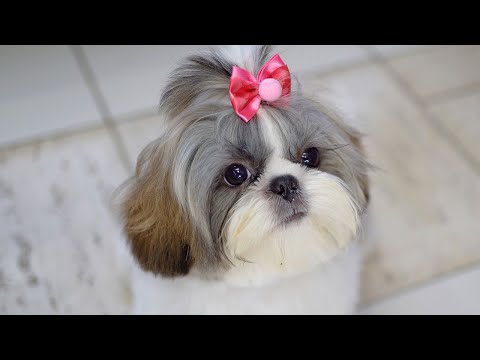 Видео: 5-месячный малыш ши-тцу впервые подстригся! ✂️❤️🐶