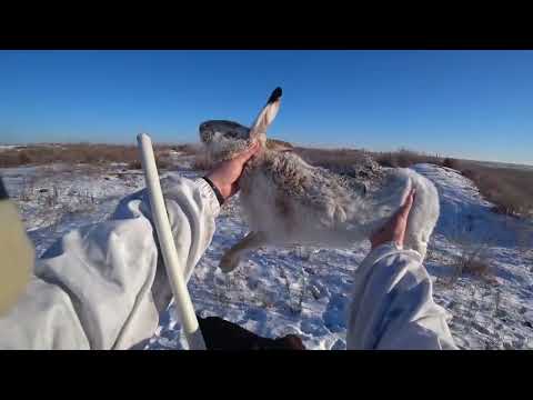 Видео: Лучшие выстрелы с охоты на зайца. Супер моменты! Трофейные КАДРЫ. Сезон 2021-2022!