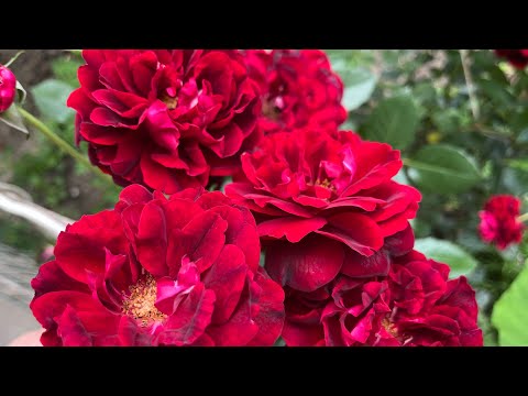 Видео: Роза Изабель Ренессанс ( Rose Isabelle Renaissance ) повторное цветение  г. Киев  4 августа 2025 г.