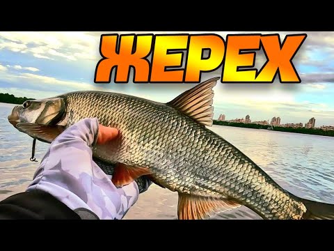 Видео: 🟡 ЛОВЛЯ ЖЕРЕХА ЗА ДОПОМОГОЮ СТРИМЕРА 🟡