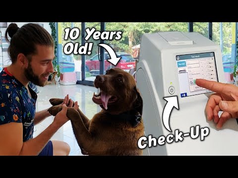 Видео: 10-летняя собака проходит обследование!