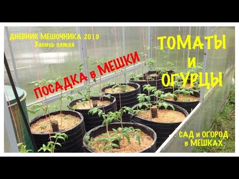 Видео: Посадка в МЕШКИ ТОМАТОВ и ОГУРЦОВ. Дневник МЕШОЧНИКА 2019. Запись N 5. Growing vegetables in BAGS.