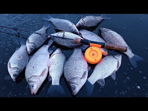 Видео: Наловили відро карасів за дві години!!!  Боковий кивок знов спас нашу рибалку!!! Карась 2024!