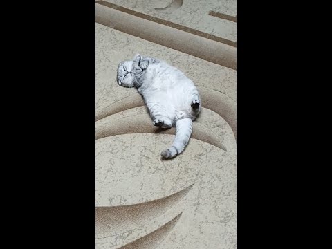 Видео: Очередной обычный день. Небывалый для меня урожай тыквы
