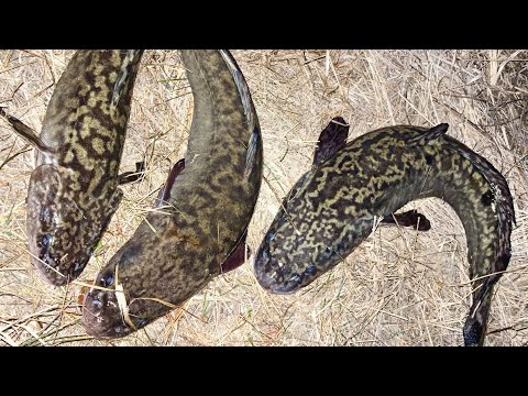 Видео: Осенний НАЛИМ! Ловля на донку, река ИШИМ! СКО