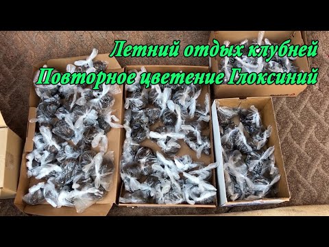 Видео: Летнее хранение клубней. Повторное цветение Глоксиний