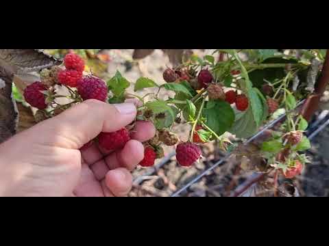 Видео: Осенняя обрезка малины Маравилла, Овация и Делнива.