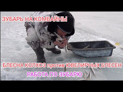 Видео: Зимняя рыбалка 2022.ловля зубаря на комбайны.ловля наваги. Жизнь в Приморье.