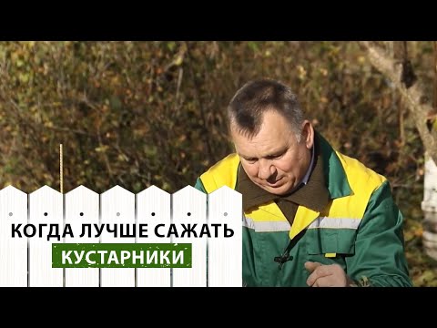 Видео: Кустарники осенью. Посадка и уход.