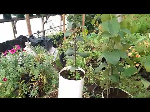 Видео: Как отличить айвовый подвой Ва 29 от айвового Элин, внешне, во время вегетации