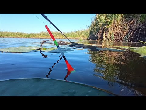 Видео: ТУТ РИБИ БІЛЬШЕ ЧИМ ВОДИ НЕ ВСТИГАЮ ЗАКИДАТЬ. Рибалка на поплавок