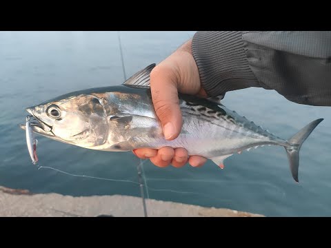 Видео: Морски екшън в Гърция. Тунакита на лайт такъм.