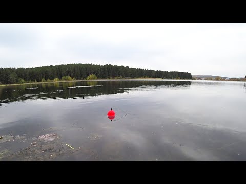 Видео: ЭТО БРЕВНО ЧУТЬ НЕ СЛОМАЛО УДОЧКУ! ОСЕННЯЯ РЫБАЛКА С ЖИВЦОМ НА ПОПЛАВОК В ДВУХ ШАГАХ ОТ ДОМА! БОНУС!