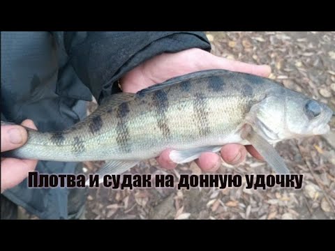 Видео: Плотва и судак на донную удочку. #рыбалка #фидернаярыбалка #доннуюудочку