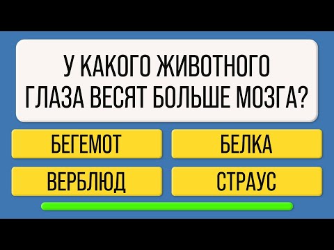 Видео: Думаете, ваш мозг справится?