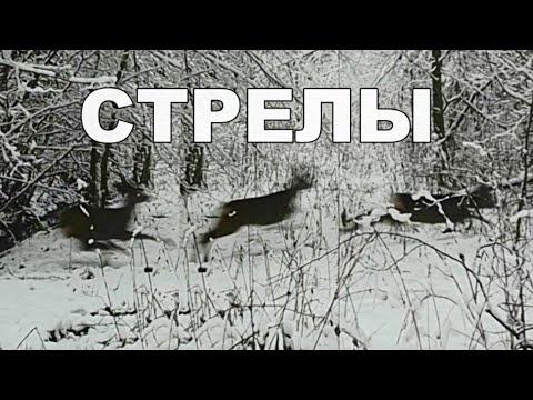 Видео: Загонная ОХОТА. СТРЕЛЫ. 5 декабря 2021г.