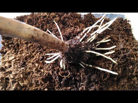 Видео: Применение максимальной дозы корневина на черенках винограда. Предварительный результат