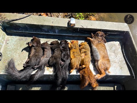 Видео: Охота на черных лисиц на общественных землях в Южной Луизиане (они были ОГРОМНЫМИ!)