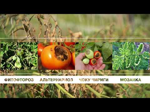 Видео: Помидор өстүрүү: практикалык кеңештер