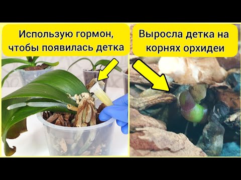 Видео: ДЕТКА НА ПЕНЬКЕ орхидеи || ЦИТОКИНИНОВАЯ паста для орхидей || Не все пеньки орхидей дают деток