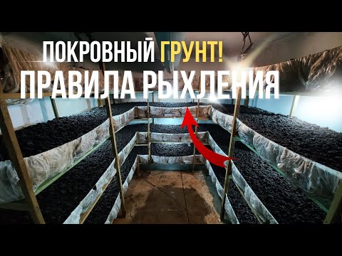 Видео: Правила рыхления покровного слоя,торф для грибов.Выращивание шампиньонов