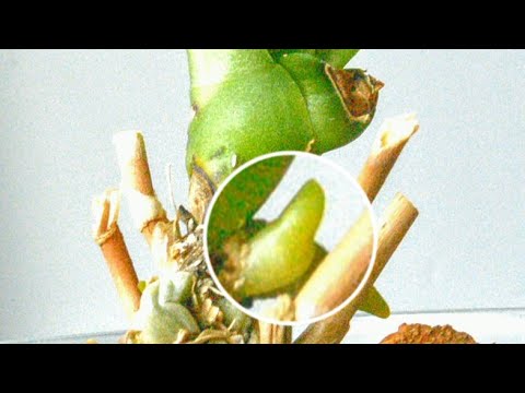 Видео: корни ПОПРУТ, если НАНЕСТИ ПЕРЕКИСЬ! орхидеи ВОВСЕ без корней ПОМОЖЕТ ТОЖЕ! цветонос УЖЕ ДАЖЕ!