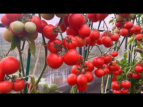 Видео: УСПЕЙТЕ ЭТО СДЕЛАТЬ С 5 ПО 16 НОЯБРЯ!