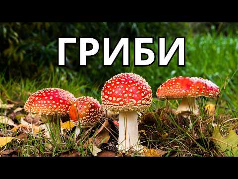 Видео: Хто такі гриби? Цікаві факти про гриби.