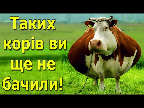 Видео: Корови - справжні молочні біозаводи. Цікаві факти про корів, які вас здивують