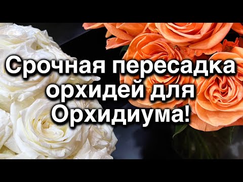 Видео: Отдаю бесплатно 10 взрослых орхидей!🌸🔥