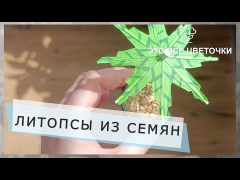 Видео: Литопсы из семян. Три месяца.