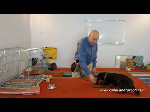 Видео: Ягдтерьер Шер. Последняя дрессировка в квартире