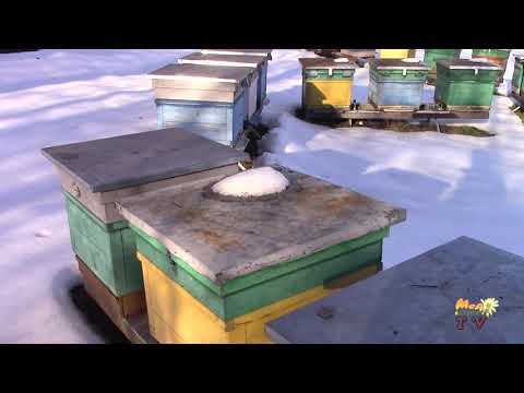 Видео: Чи давати канді бджолам у середині лютого?