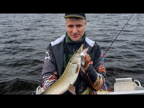 Видео: Как ловить щуку на колебалки.