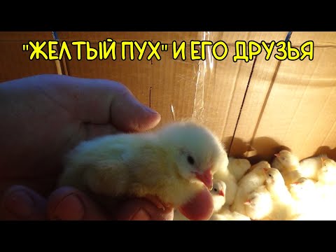 Видео: Первая инкубация в 2024 году | выход цыплят с наставки в инкубаторе