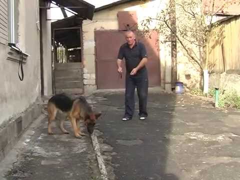 Видео: Команди, До мене, Фу, Поруч,  Частина 2