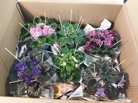Видео: Упаковка больших цветущих фиалок для отправки в другой город