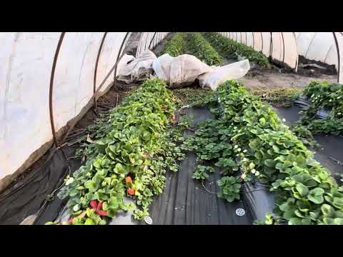 Видео: Мурано на 28.10