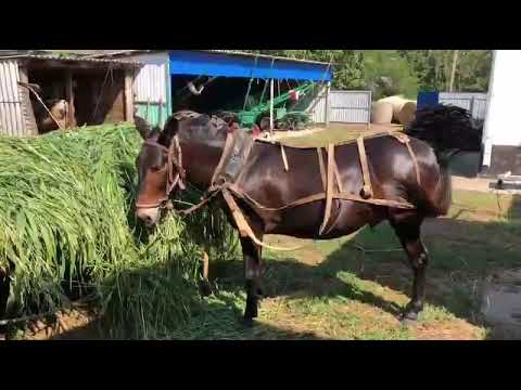 Видео: ЛОШАДИ/МУЛЫ ОТЦА СТЕФАНА/Кубань