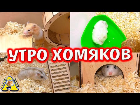 Видео: Хомяк Фанта психанула / Утро моих хомяков / Алиса Изи Петс / Alisa Easy Pets