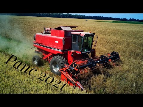 Видео: Уборка рапсу 2021   CASE 1680